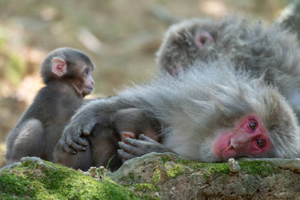 семейство японских обезьян в арасияме, киото. - 3675 стоковые фото и изображения