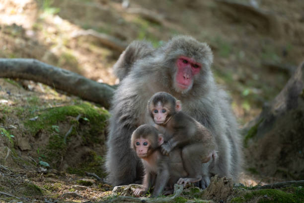 a family of japanese monkeys in arashiyama, kyoto. - 3504 imagens e fotografias de stock