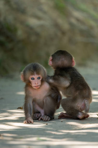 zwei japanische affenbabys spielen miteinander in arashiyama, kyoto - 3448 stock-fotos und bilder