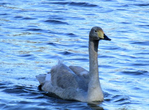 istock Japan. Swan. Portrait. 1418304062