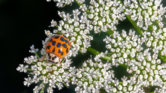A multicolored asian lady beetle take a little bit of sun in summer.