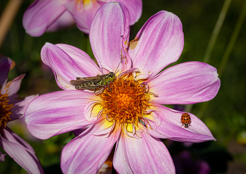 A Red-legged grasshopper and his new friend, the Asian Lady Beetle on a dahlia in summer.