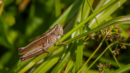A Red-legged grasshopper in the boreal forest in summer.