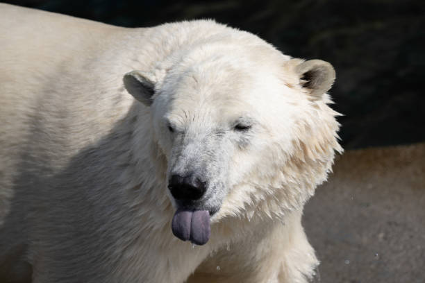 istock Icebear with outstretched tongue 1418304975