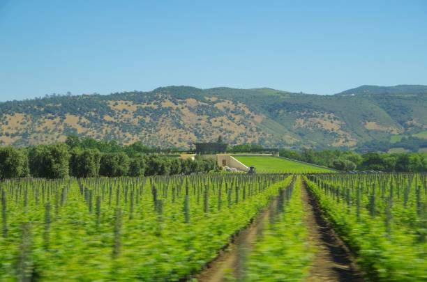 виноградник/долина напа - winery vineyard california town of vineyard стоковые фото и изображения