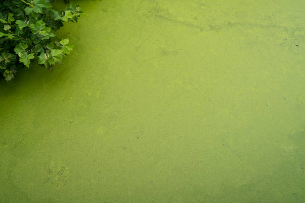 A frog rice that grows in the stagnant waters of Gungnamji, Buyeo.