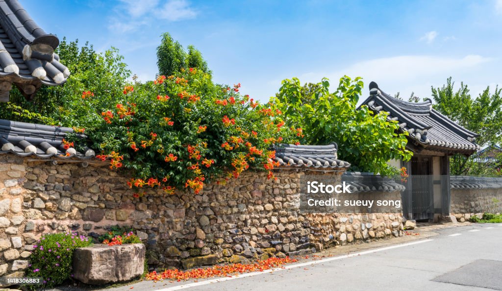 Trumpet creeper on the fence A trumpet creeper blooming on the wall of a traditional hanok in Hampyeong-gun. Backgrounds Stock Photo