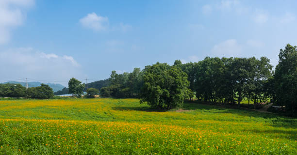 istock yellow cosmos flower field 1418306942