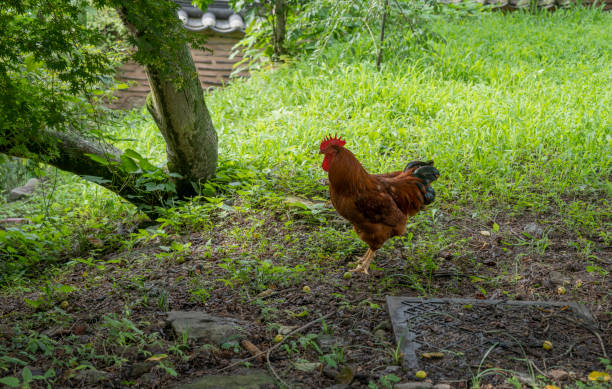 istock a rooster in the woods 1418306951
