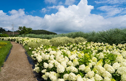 buckwheat field