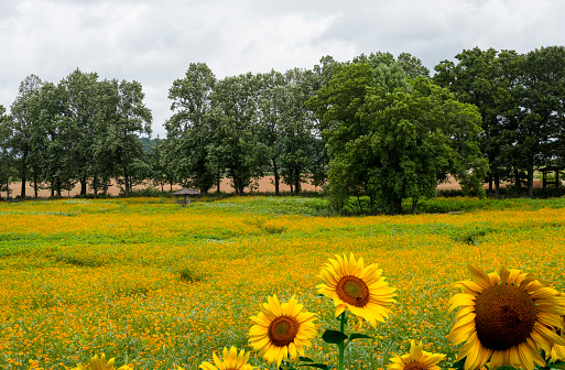 Yellow cosmos flower field at Gochang Academy Farm.