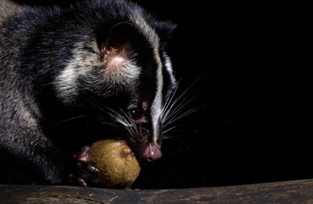 istock Kiwifruit and animal 1418307200