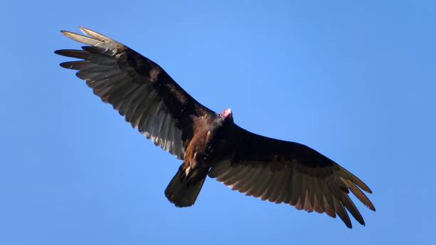 istock Turkey Vulture Flying in Clear Skies 1418308988