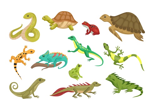 Wild reptiles. Turtle and lizard. Tropical reptilian. Amphibian or serpent. Isolated animals set. Invertebrate tortoise. Gecko, triton and frog in rainforest. Jungle fauna. Vector cartoon collection