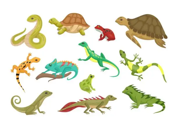 Vector illustration of Wild reptiles. Turtle and lizard. Tropical reptilian. Amphibian or serpent. Isolated animals set. Gecko, triton and frog in rainforest. Invertebrate tortoise. Vector cartoon collection