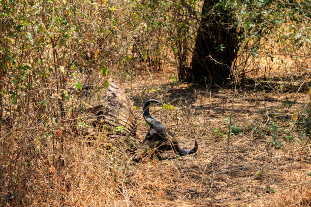 esqueleto de ñus que yace en hierba seca en un prado - animal skull drought animal bone dry fotografías e imágenes de stock