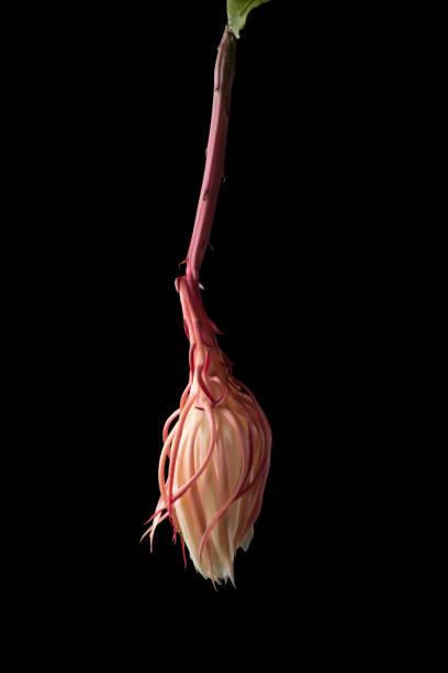 wilted night-blooming cereus flower on black wilted night-blooming cereus flower isolated on black background, rarely blooms and only at night princess of the night plant blossom dehydrated or collapsed before dawn night blooming cereus stock pictures, royalty-free photos & images