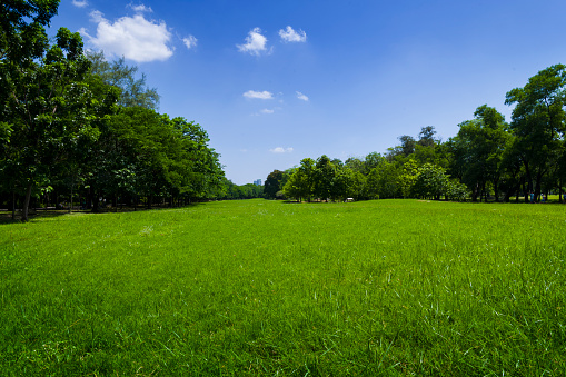 beautiful green grass field