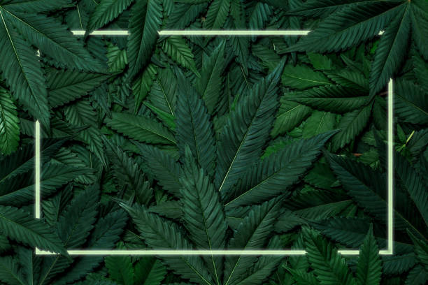istock Abstract empty glowing frame in the leaves of cannabis with space for word and copy. 1418326084