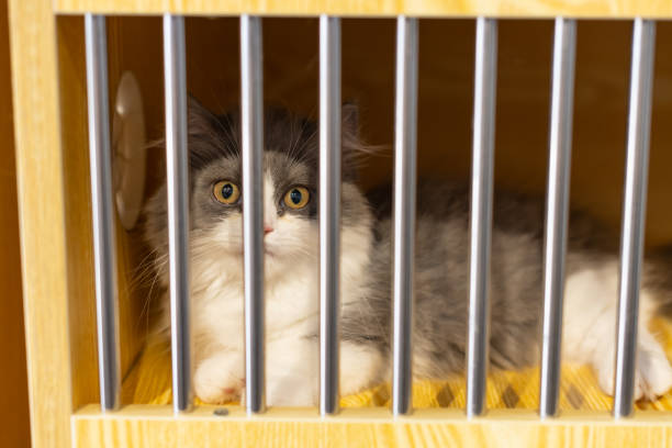 istock a cute cat with big eyes in a cage 1418332002