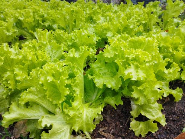 bokor lettuce plant or lactuca sativa - lollo bionda lettuce imagens e fotografias de stock