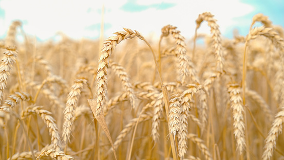 Gold wheat field and blue sky. Selective Focus. Crops Field. wheat harvest