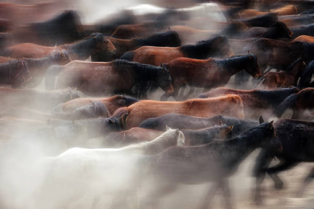 istock Herd of wild horses running on dramatic dusty nature 1418337433