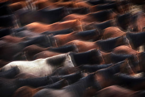 istock Herd of wild horses running blurred motion 1418337436