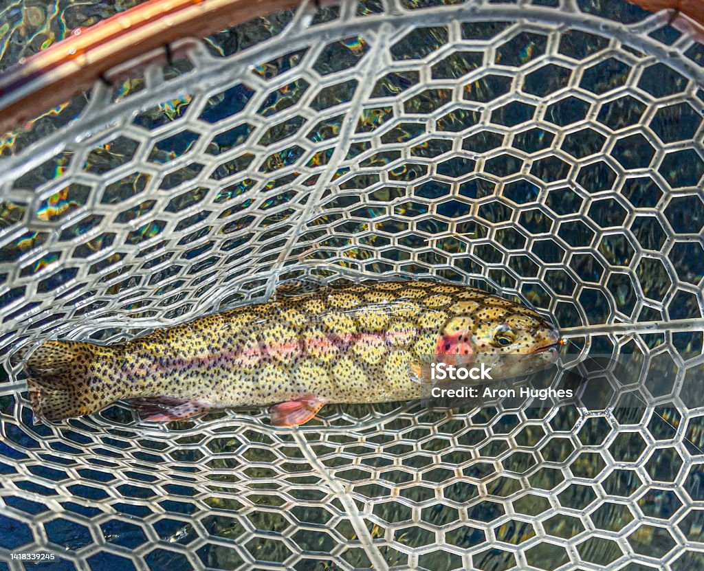 Rainbow Trout A netted Rainbow Trout Rainbow Trout Stock Photo