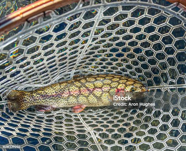 Rainbow Trout Stock Photo - Download Image Now - Rainbow Trout, Animal, Animal Wildlife