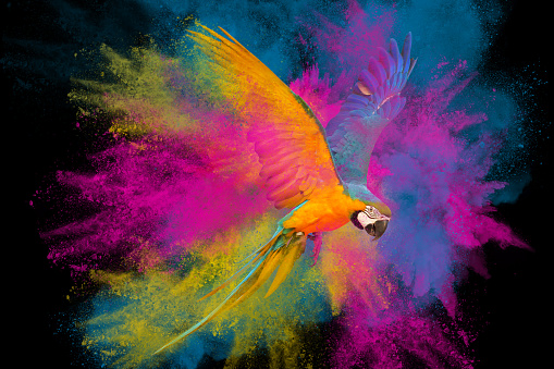 Colorful powder explosion with Macaw parrot flying isolated on black background.