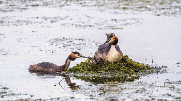 istock A pair of water birds, Great Crested Grebe, feeding chick at nest. 1418343696
