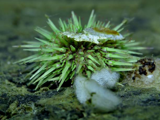 バフンウニ - green sea urchin 写真 ストック��フォトと画像