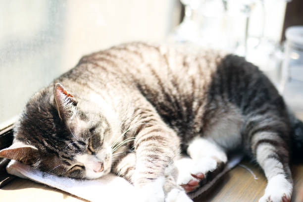 istock A tabby cat sleeping in the sun on a bay window 1418347428