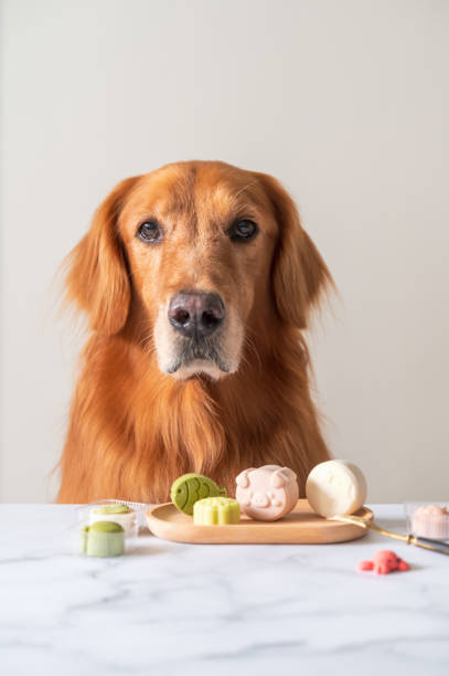 istock golden retriever and pastries on the table 1418348228