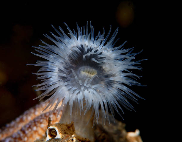 istock Magnificent sea anemone 1418349843