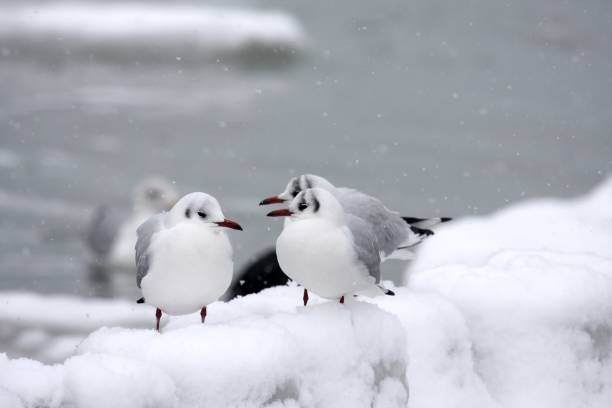 istock Terns sitting on snowy groynes 1418350067