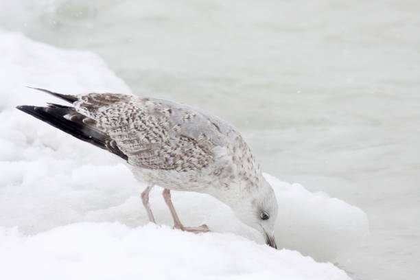 istock Seagull in the snow 1418350085
