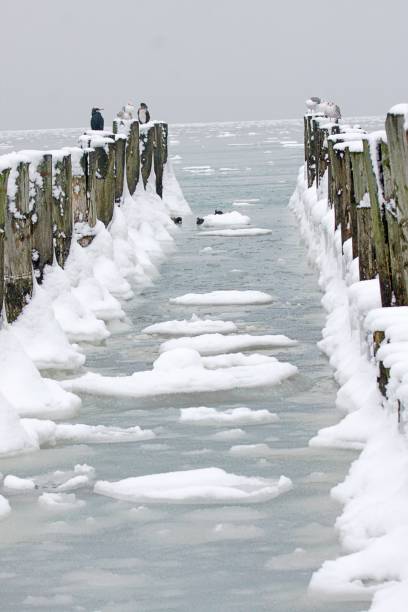 istock Water birds sitting on frozen groynes 1418350110