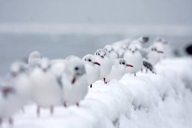 istock Terns sitting on snowy groynes 1418350264