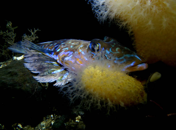 istock Dragonet from Oslo fjord 1418351592