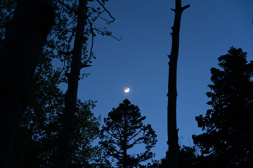 The rising moon shines threw aspen and pine trees at dusk.