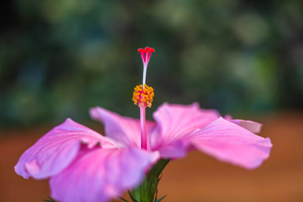 A pink Chinese Hibiscus . Frontal view . Close up