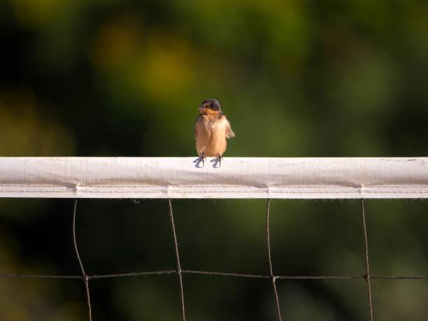 Barn Swallow Standing on the Net. stock photo