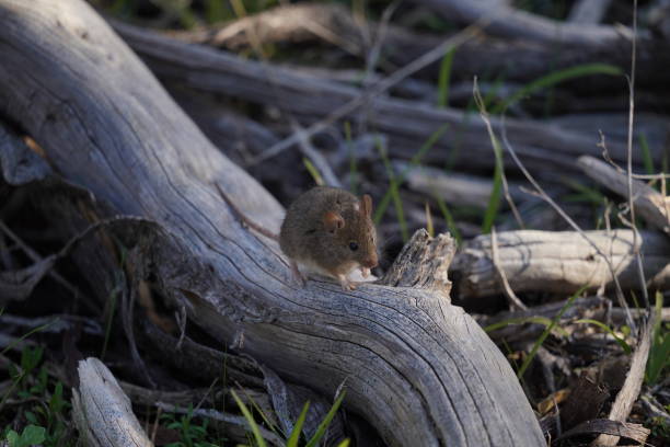 A mouse hiding ion the old logs