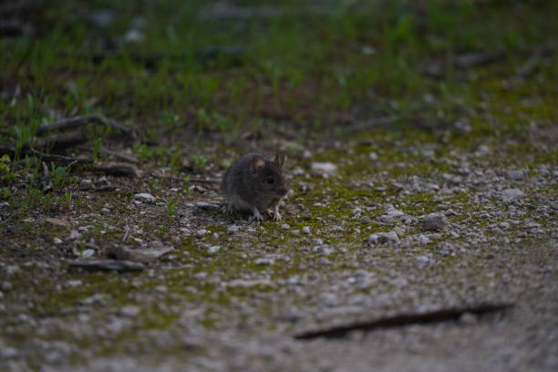 istock A mouse hiding ion the old logs 1418355639