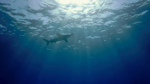 istock Oceanic Whitetip Shark 1418355840