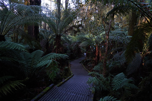 A pathway through the lush ferns