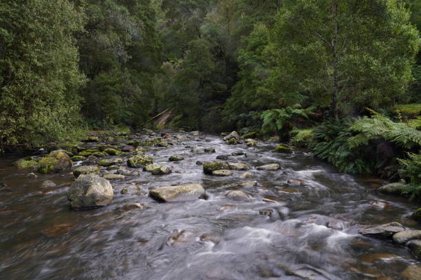 istock Long exposure of a river flowing through the green forest 1418357044