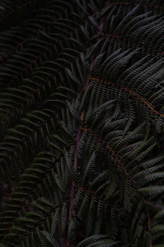 Background of green ferns